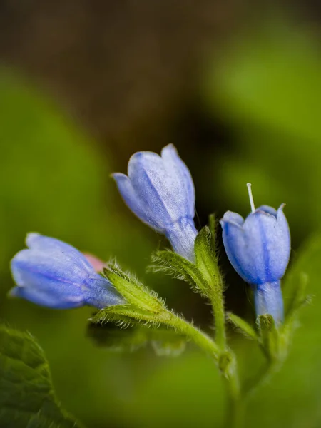 Blue Wildflowers Garden Black — Stock Photo, Image