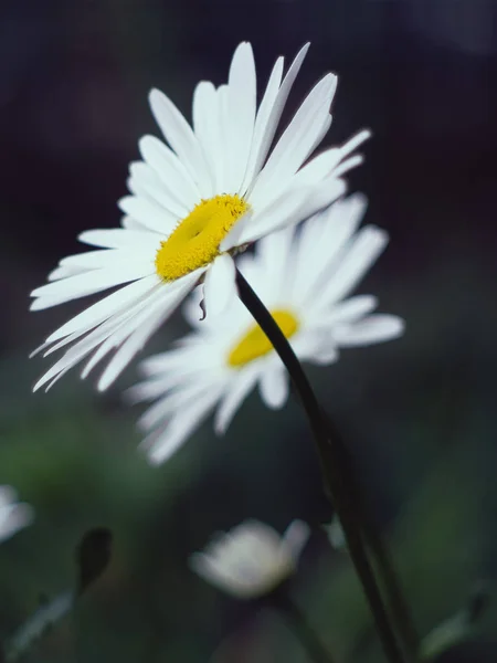 Bahçe Beyaz Iki Papatyalar — Stok fotoğraf