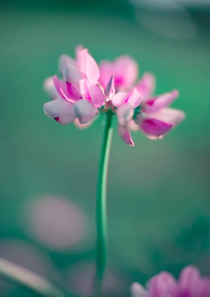 Růžový Květ Poli — Stock fotografie
