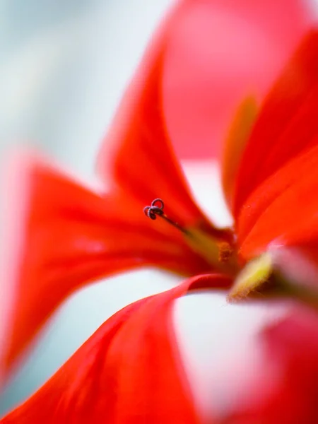 Červená Muškát Květ Bílém Pozadí — Stock fotografie