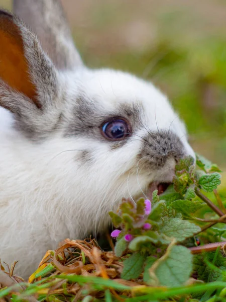 Little Rabbit Eats Grass Garden — Stock Photo, Image