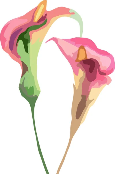 Векторная Иллюстрация Цветов Калла Лилии — стоковый вектор