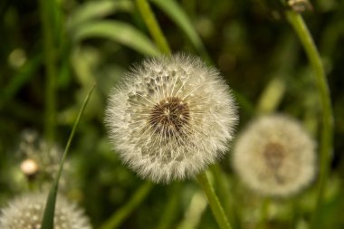 Yakın plan beyaz karahindiba ve arka planda yeşil çimen