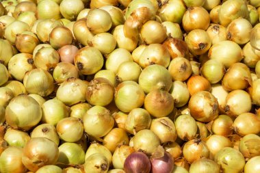 Sarı soğan kırıntısı. Kapat.