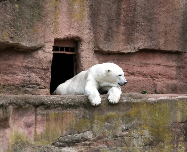 Oso Polar Zoológico Nuremberg Ursus Maritimus — Foto de Stock