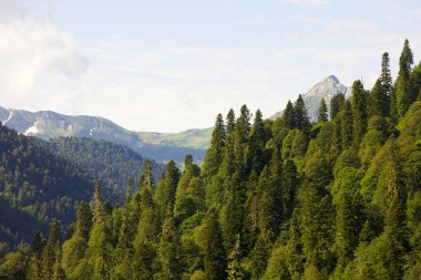Manzara gün fotoğrafların farklı zamanlarda Rusya'da doğanın açık havada, Moskova ele alındığında, 2017, su, gökyüzü, orman 