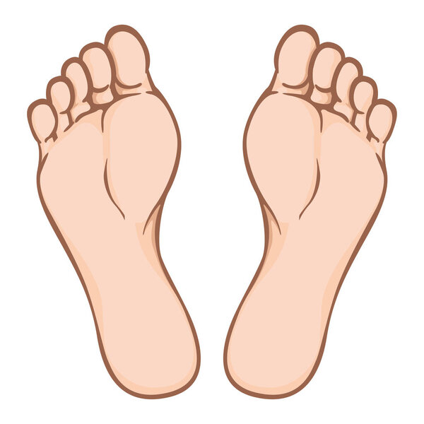Illustration of body part, plant or sole of foot, Caucasian. Ideal for catalogs, information and institutional material