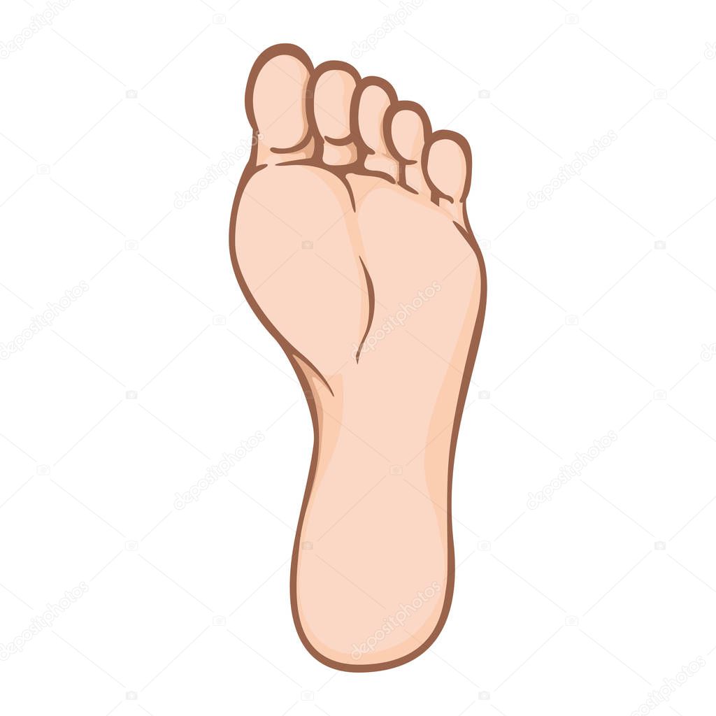 Illustration of body part, plant or sole of right foot, caucasian. Ideal for catalogs, information and institutional material