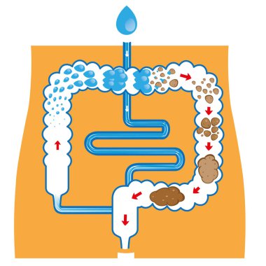 Illustration of the human digestive system, and fecal bolus formation and elimination. Ideal for training and education materials clipart