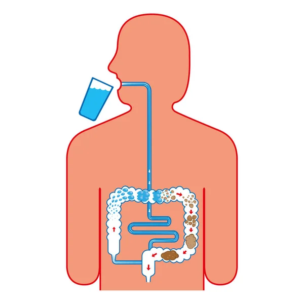 Ilustración Del Sistema Digestivo Humano Formación Eliminación Del Bolo Fecal — Vector de stock