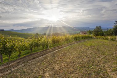 Günbatımı üzüm bağları Langhe dedikodu bölgesi (Piedmont, İtalya), Unesco Dünya Mirası 2014 yılından bu yana üzerinde.