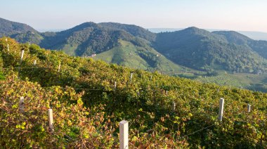 Valdobbiadene (Veneto bölge, Kuzey İtalya tepelik alanda dünya ünlü Prosecco bağlar sonbahar sezonunun otellerini göster).