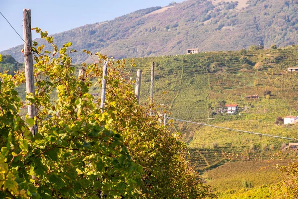 Zobrazit Sezóně Podzim Slavných Vinic Prosecca Svět Kopcovité Oblasti Valdobbiadene — Stock fotografie