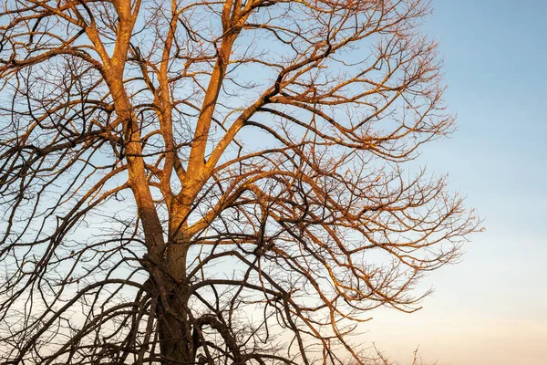 Bare Branches Tree Wintertime Golden Hours — Stock Photo, Image