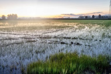 Panoramic view of the sunrise over a paddy filed, covered by water, during early springtime. Piedmont, Northern Italy, in the rice cultivation Italian land (between the Province of Novara, Vercelli and Pavia). clipart