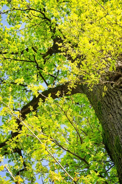 Détail Feuillage Neuf Lugubre Vert Sur Les Branches Vieil Arbre — Photo