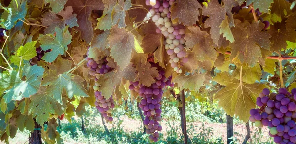 Bunches Unripe Grapes Vineyard World Famous Amarone Red Wine Produced — Stock Photo, Image