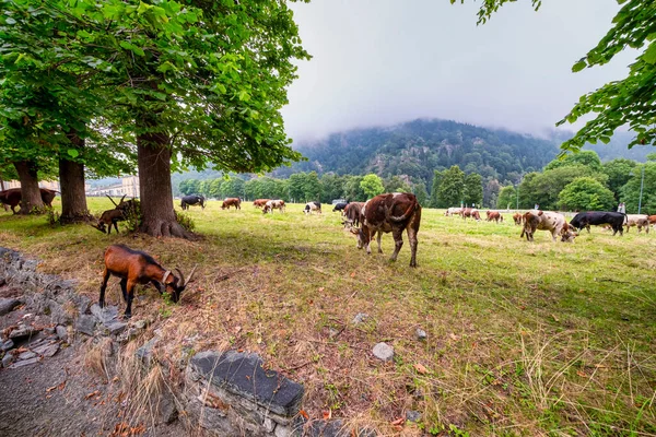 Legeltetett Tehenek Csoportja Észak Olaszország Alpesi Rét Felett Piedmont Biella — Stock Fotó