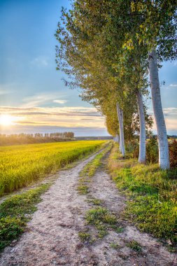 Lomellina kırsalının (Lombardy ve Piedmont arasında, Kuzey İtalya) yaz günbatımı manzarası; pirinç ekimleriyle ünlüdür. Renkli resim.