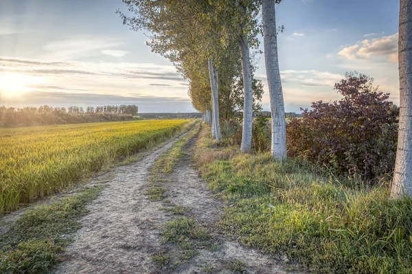 Panorama Estival Coucher Soleil Sur Campagne Lomellina Entre Lombardie Piémont — Photo