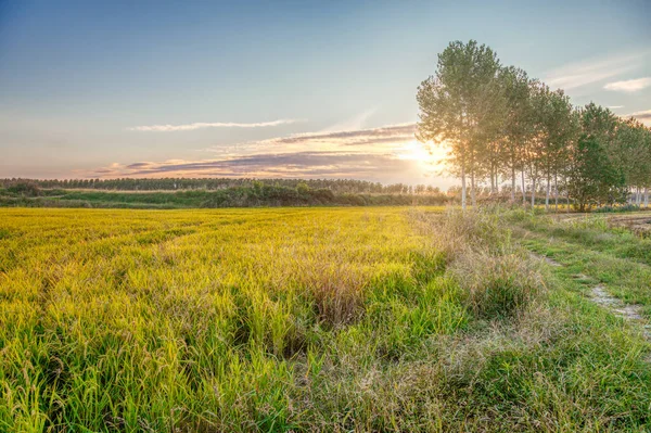 Panorama Pôr Sol Verão Zona Rural Lomellina Entre Lombardia Piemonte — Fotografia de Stock