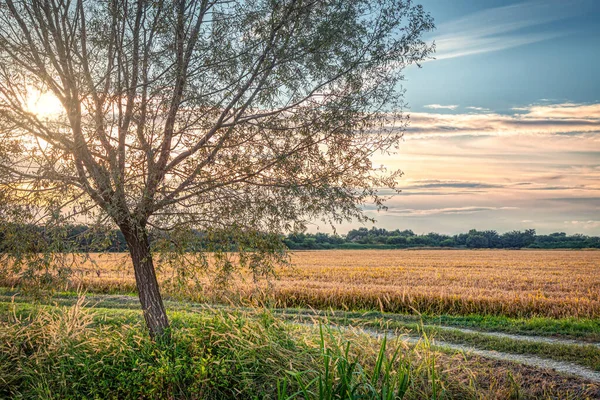 Letní Panorama Západu Slunce Krajinné Oblasti Lomellina Mezi Lombardií Piemontem — Stock fotografie