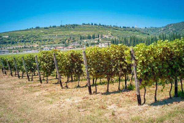 Amarone üzüm bağları (Valpolicella Vadisi 'nin kırmızı şarabı, Kuzey İtalya) yaz mevsiminde, hasat öncesi. Renkli resim.