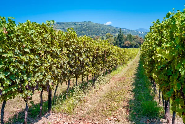 Amarone üzüm bağları (Valpolicella Vadisi 'nin kırmızı şarabı, Kuzey İtalya) yaz mevsiminde, hasat öncesi. Renkli resim.