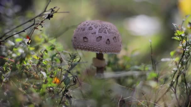 野生森林蘑菇近距离宏观浅深度的田野绿色自然弥散背景 Macrolepiota 生长在生态周围的可食阳伞 危险东方美食 — 图库视频影像