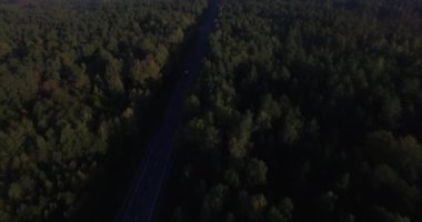 Hava 4 k üstten görünüm üzerinde yoğun yeşil orman ağaç tepelerinin yerel yol sabah güneş ışığı. Ormanda karayolunda kuşlar göz perspektif doğal manzara doğa arka plan yaz uçan uçak quadcopter