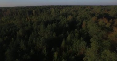 yoğun yeşil orman ağaç tepelerinin panoramik sonbahar sezonu arka plan üzerinde 4 k hava uçuş. Yukarıda büyük uçan helikopter manzara sonsuz çam huş ağaçları ufuk woods. Ekolojik koruma Turizm