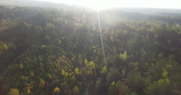 空中全景茂密的绿色森林与当地道路以上上升的太阳镜头耀斑光束 四旋翼飞机在树林上方的树梢道路轨道上 阳光普照了早晨风景秀丽的泛景观生态 — 图库视频影像