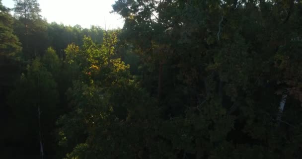 风景秀丽的空中向下看两条车道的柏油路在广阔的林地清晨阳光 直升机飞行在机动车路之上绿色密集的森林树顶乡村美丽的风景 — 图库视频影像