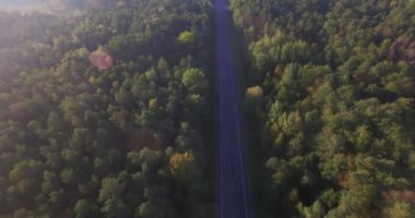 4 k hava panoramik yükselen güneş objektif parlama kirişler yukarıda yerel yol ile yoğun yeşil orman. Ormanda ağaçların karayolunda parça güneşli sabah doğal pan manzara ekoloji uçan Quadcopter