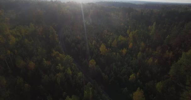 Kulové Letecké Pan Pohled Shora Zelené Vrcholky Stromů Severní Lesní — Stock video