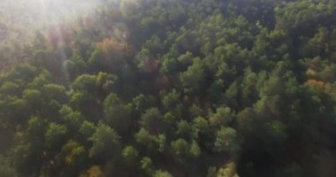 Sonsuz yeşil ağaçların yoğun uçan uçak orman güneş ışınlarının yönünü sabah woods. Hava helikopter üstgeçidin orman ormanlık gündoğumu yukarıdan aşağı görünüme doğa arka plan ormansızlaşma