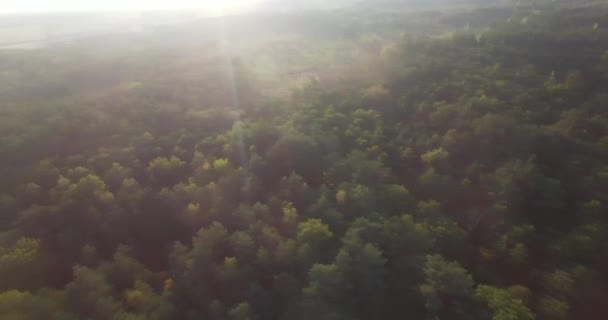 无人机直升机360度转弯 在日出的乡村看到了茂密的树林当地道路的最高景色 空中球状平底锅全景广阔的绿色林地森林树梢道路上的早晨太阳光线 — 图库视频影像