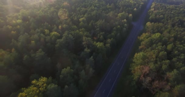 Quadcopter 後方の濃密な緑の上を飛んで森朝の太陽光をライジング モーション背景 地方の農村道路広大な山林梢松木背景ズームアウト空中ドローン高架道路 — ストック動画