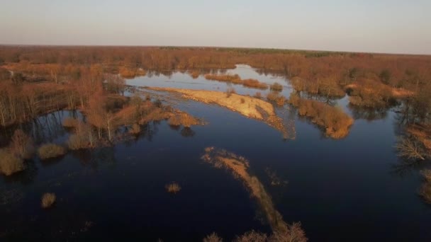 Vertical Tracking Pan European Swamp Waterlogged Birch Forest Autumn Spring — Video