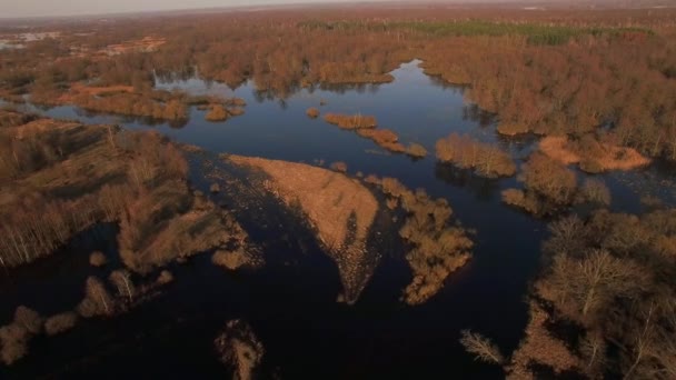 在秋季春季 全景被淹林区国家公园 无人机直升机飞行在高水树河沼泽土地在白俄罗斯东欧 自然运动背景 — 图库视频影像
