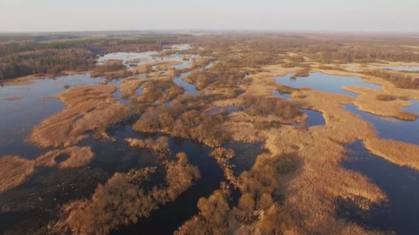 Drone Volando Sobre Vasto Campo Llano Inundado Con Arbustos Árboles — Vídeo de stock