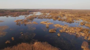 Drone üzerinde uçan vahşi alanı düşük yükseklik pan kuş bakışı görünüme günbatımı altın doğal ışık, su bastı. 4 k hava video çekim büyüyen sulu orman çalılar Gölü su. Sarı sonbahar arka plan renklerinin
