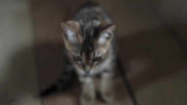 Handheld Camera Portrait Grey Cat Kitten Sitting Indoors Shallow Dof — Stock Video