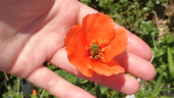 Faceloze Vrouwelijke Handholding Rode Papaverbloem Close Zonnige Zomer Dag Groen — Stockvideo