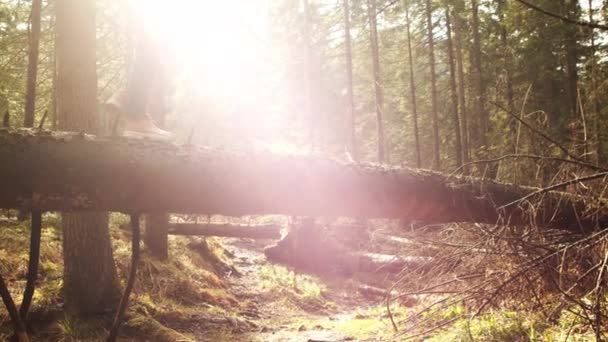 Mädchen Sportjeans Balancieren Auf Baumstämmen Dichtem Wald Mit Beleuchteter Handkamera — Stockvideo