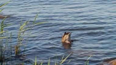 Ördek su yüzeyinde baş aşağı yavaş hareket doğal ışık yem almak için çalışıyor yüzen. Tek başına göl gölünde yüzen komik vahşi kuş yakın. Hayvan koruma bakım ekoloji ortamı