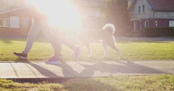 大哈斯基狗散步与主人在铅阳光城市公园背景慢动作 友好的动物宠物在阳光明媚的夏日绿草上在街上 危险保护护理培育友谊 — 图库视频影像