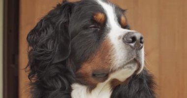 Köpek yakın portre etrafında hava kokusu bakmak. Büyük köpek felsefi sevgi ihtiyacı bekliyor koku koku yakalamak için çalışıyor seyir oturuyor