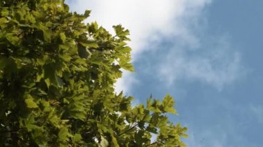 Yeşil Akçaağaç 'ta esen rüzgar bulutlu mavi gökyüzüne karşı bahçede eser. Mavi Gökyüzüne ve Uçan Böceklere Karşı Rüzgârda Yürüyen Yapraklı Orman Ağacında Alt Manzara Seyahat Doğası Tatil Konsepti