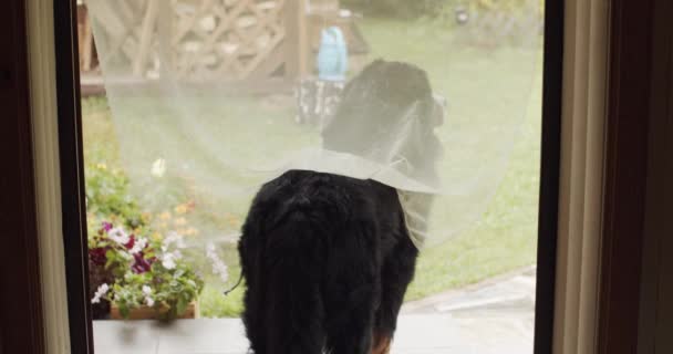 家のポーチで飼い主を待っている犬 大きな犬はポーチに座って庭の庭を見て 彼のマスターは 安静時に家の安全を守る状況を制御します — ストック動画